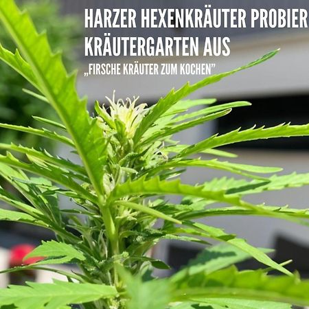 Harzer Healing Center 2024 Gemuetliche Landhauswohnung Mit Fussbodenheizung,Xxl Kochinsel,Xxl Regenduschen,Modern,Hochwertig,Persoenlich,Vollausgestattet إلبينغيرود المظهر الخارجي الصورة