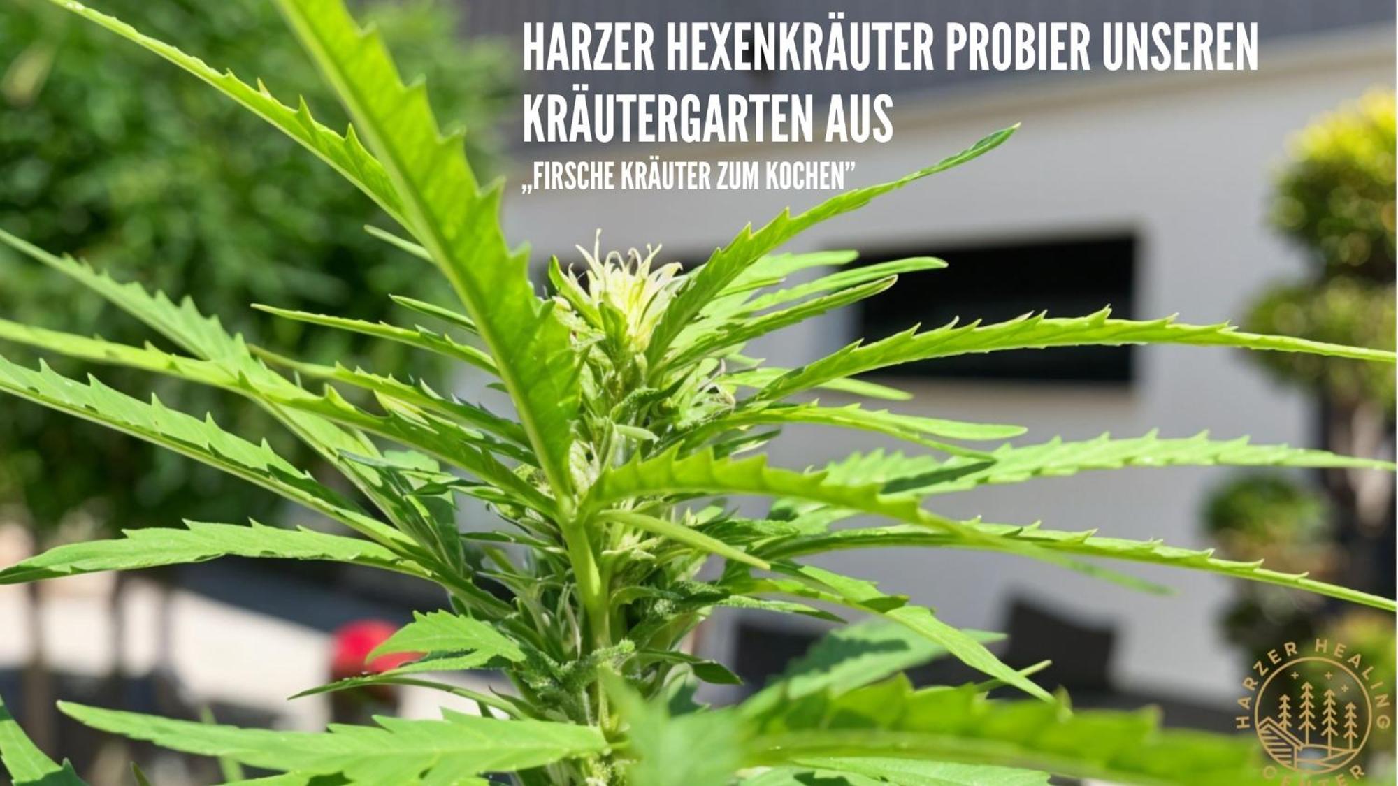 Harzer Healing Center 2024 Gemuetliche Landhauswohnung Mit Fussbodenheizung,Xxl Kochinsel,Xxl Regenduschen,Modern,Hochwertig,Persoenlich,Vollausgestattet إلبينغيرود المظهر الخارجي الصورة